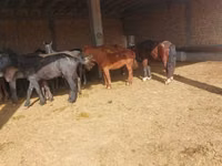घोड़ा, Horse breed — फ़ोटो 4