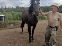 母马, Međimurje horse — 照片 2