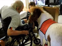 Mare, Miniature horse — photo 7