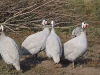 व्हाइट — फ़ोटो 4