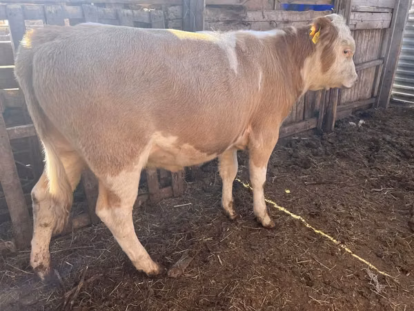 सांड, Simmental cattle