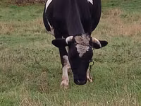母牛, Russian Black pied cattle — 照片 1