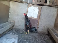 Chickens — foto 4