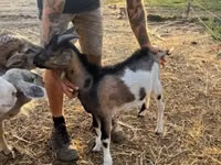 Cabro, Cabras — foto 8