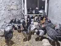 Chickens — 照片 2