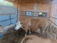 Kuh, French Simmental cattle — Foto 1