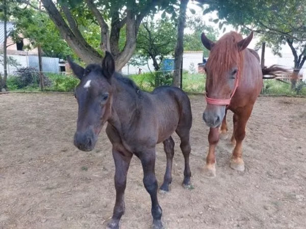 母马, Hungarian horse breed