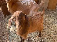 Billy Goat, Goats — photo 1