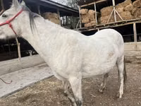 Азаргагүй морь, Tersk horse — 3 зураг