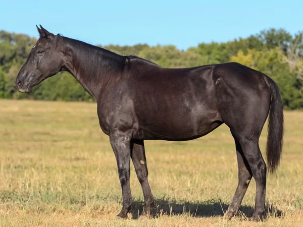 母马, Quarter Horse