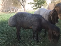 كبش, الأغنام — الصورة 5