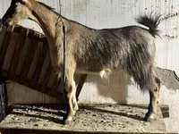 बकरी, Alpine goat — फ़ोटो 3