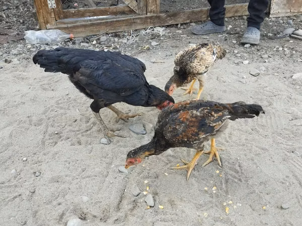Chickens