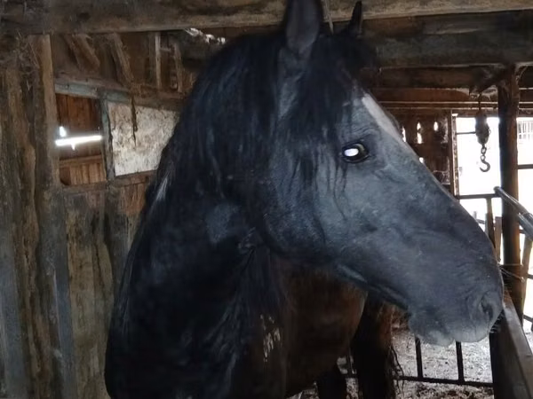 Horses (batch, sex not specified), Horses