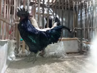 Chickens — Foto 2