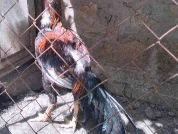 Chickens