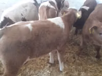 Bulle, Simmental cattle — Foto 3