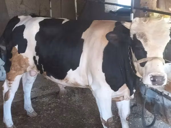Bulle, Russian Black pied cattle