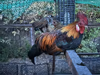 Chickens — Foto 3