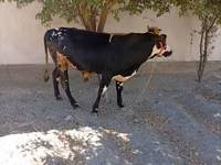 Бух, Russian Black pied cattle — 6 зураг