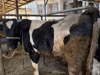 Bull, Russian Black pied cattle — photo 3