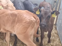 Cattle (batch, sex not specified), Simmental cattle — photo 5