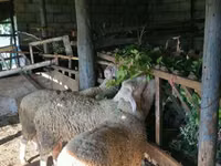 मेढ़ा, Baerchuke sheep — फ़ोटो 4