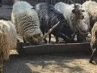 公羊, Racka sheep — 照片 6