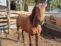 घोड़ा, Thoroughbred horse — फ़ोटो 4