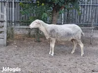 भेड़, Lacaune sheep — फ़ोटो 1