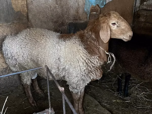 Widder, Rhon sheep