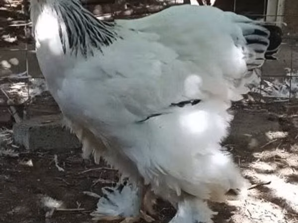 Brahma