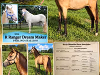 Mare, Rocky Mountain Horse — photo 1