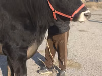 母牛, Swiss cattle — 照片 5