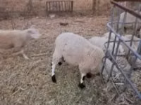 Carnero, Cerry Hill sheep — foto 2