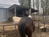公马, Horses — 照片 1