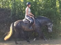 حصان, Andalusian horse — الصورة 2