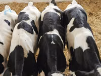 Bulle, Russian Black pied cattle — Foto 5