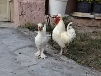 Chickens — Foto 6