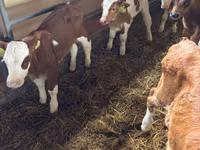 牛只（批次，未指定性别）, Simmental cattle — 照片 8