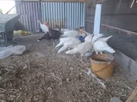 Slovenian Silver Hen — photo 1