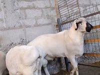 Ram, Rhon sheep — photo 5