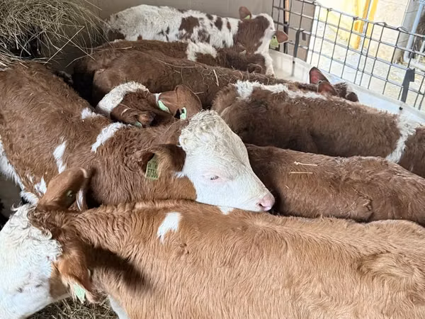 公牛, Simmental cattle