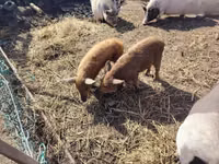 मादा सूअर — फ़ोटो 1
