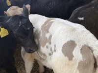 मवेशी (लॉट, लिंग निर्दिष्ट नहीं), Simmental cattle — फ़ोटो 7