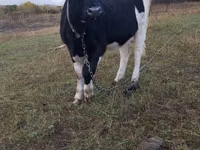 Cow, Russian Black pied cattle — photo 4