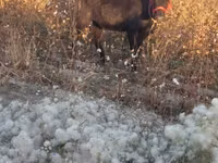 Cattle (batch, sex not specified), Cattle — photo 4