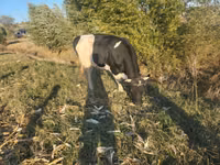 Vaca, Simmental cattle — foto 2