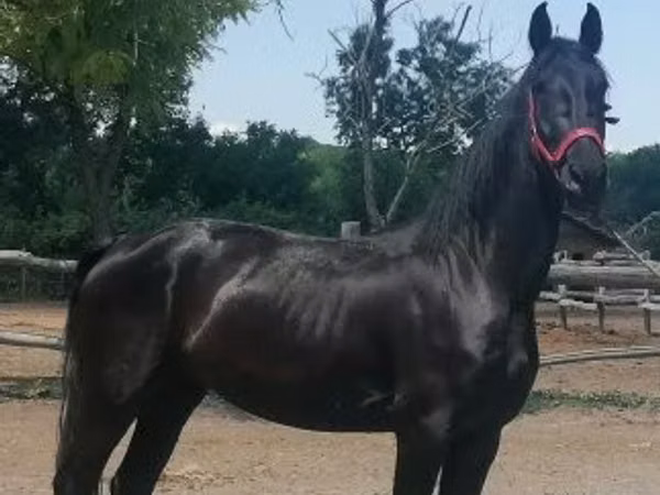 Азаргагүй морь, Friesian