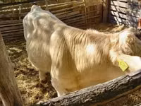 母牛, Simmental cattle — 照片 2